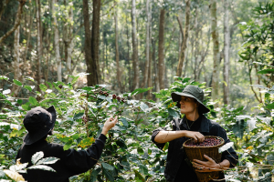 Coffee Planation