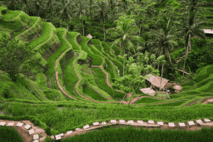 tegalalang Rice fields (2)